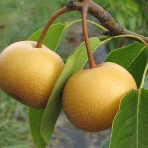 Ázijská hruška (Pyrus Pyrifolia) ´CHOJURO´, výška: 130-180 cm, voľnokorenná